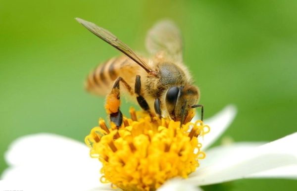 Yellow White Beeswax - Image 9
