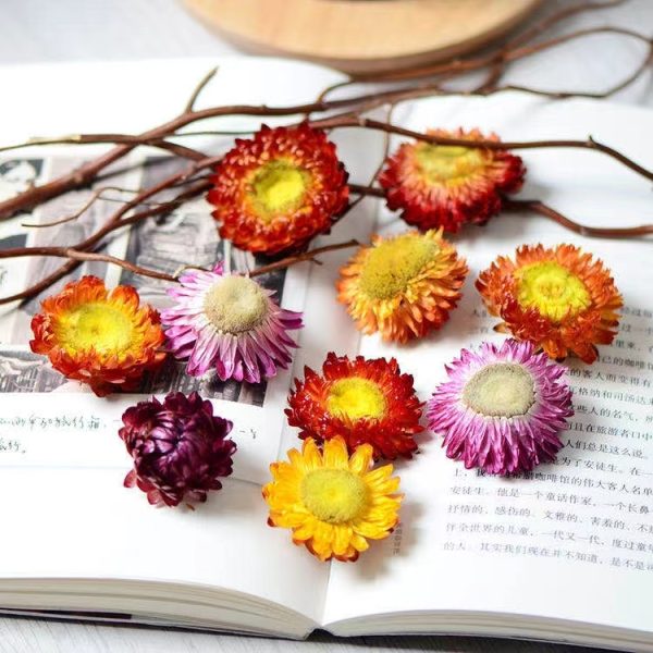 High-Quality Preserved Natural Dried Flowers for Candle Making - Image 12